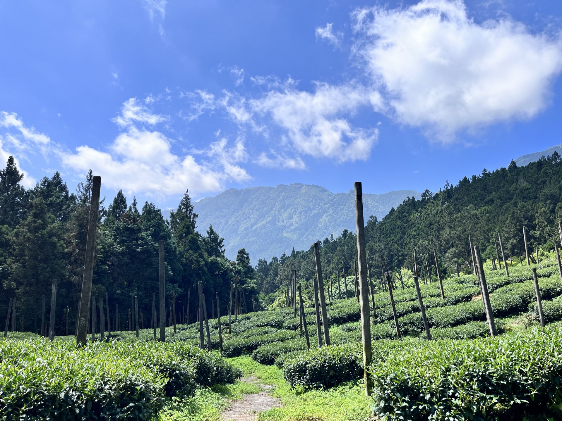 [山林之美] 黃家玲 柳營區果毅國民小學