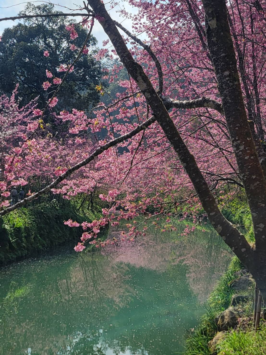 [杉林溪椿寒櫻花賞] 吳韓偉 地政局