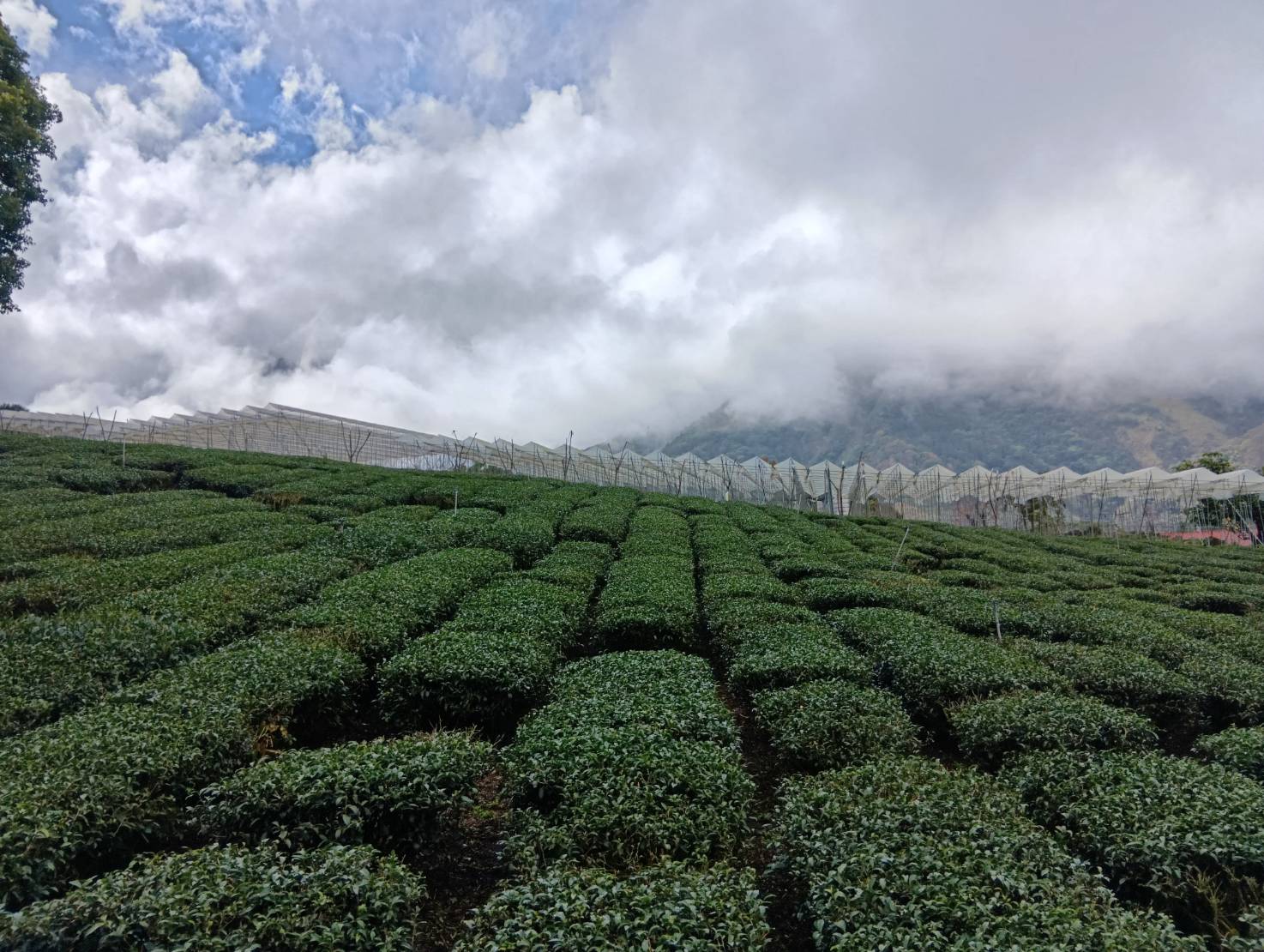[雨後的茶園] 杜慇琴 南區區公所