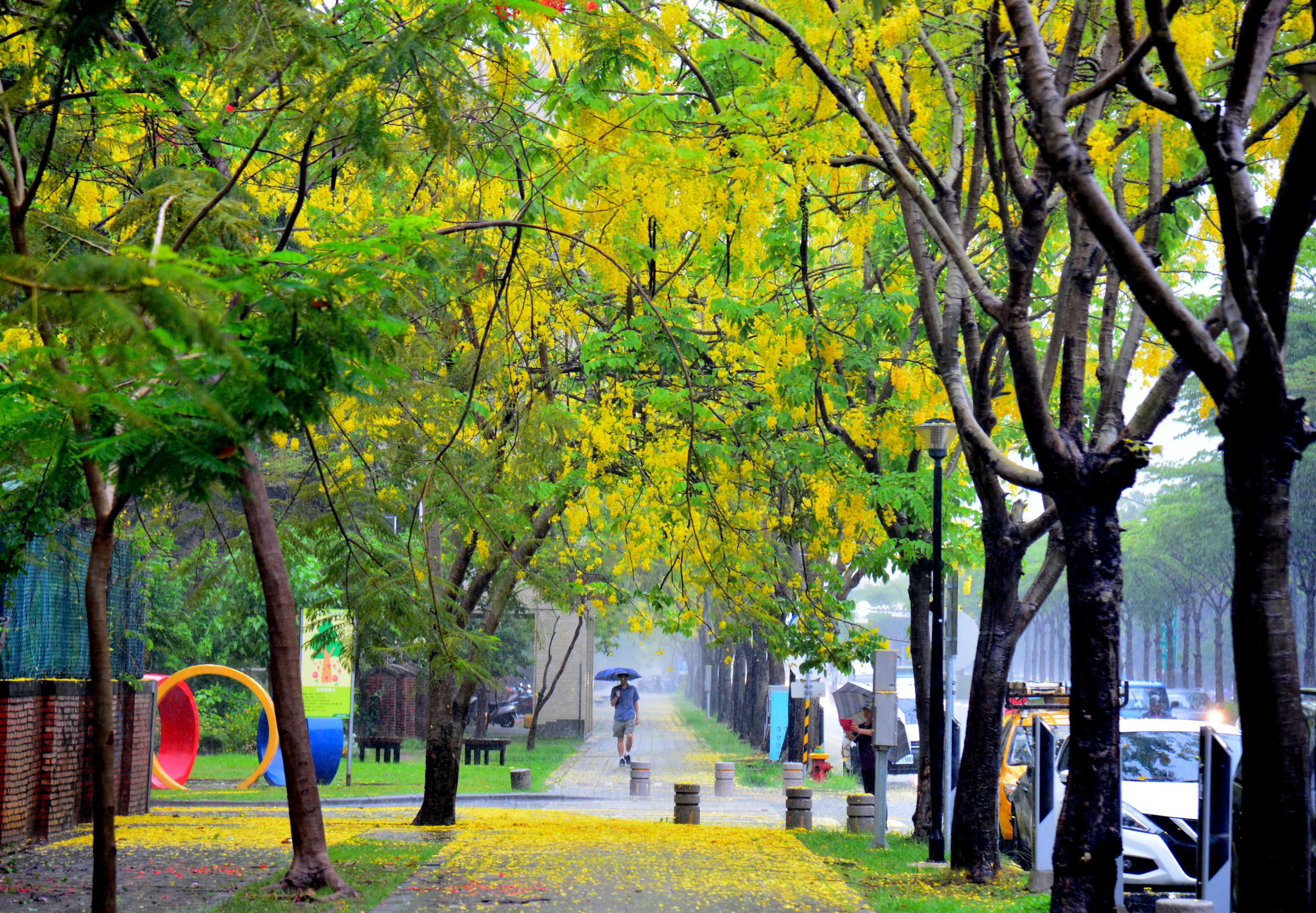 [雨中的黃金步道] 林昭成 中西區永福國民小學