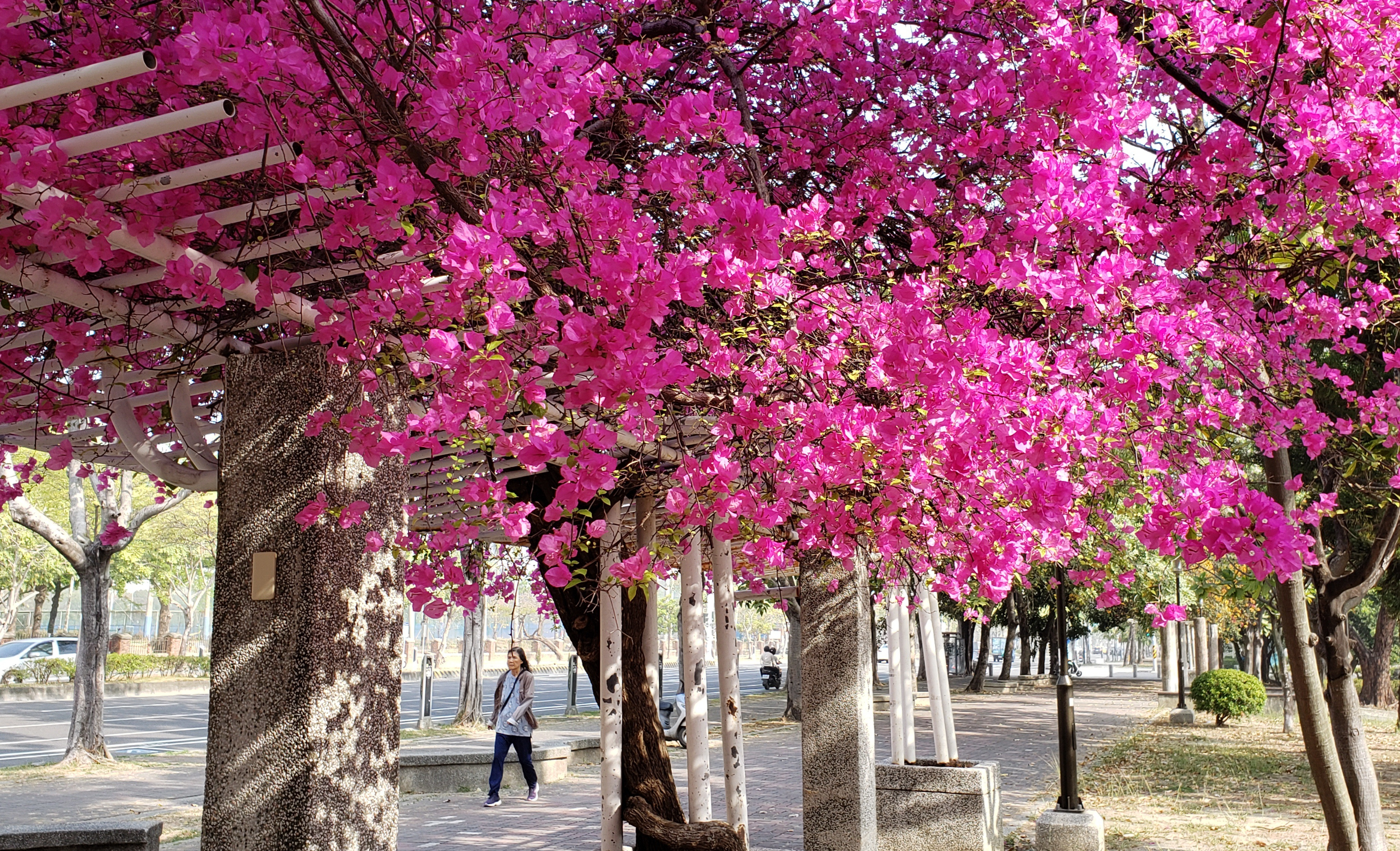 [粉霞下的行旅] 林昭成 中西區永福國民小學
