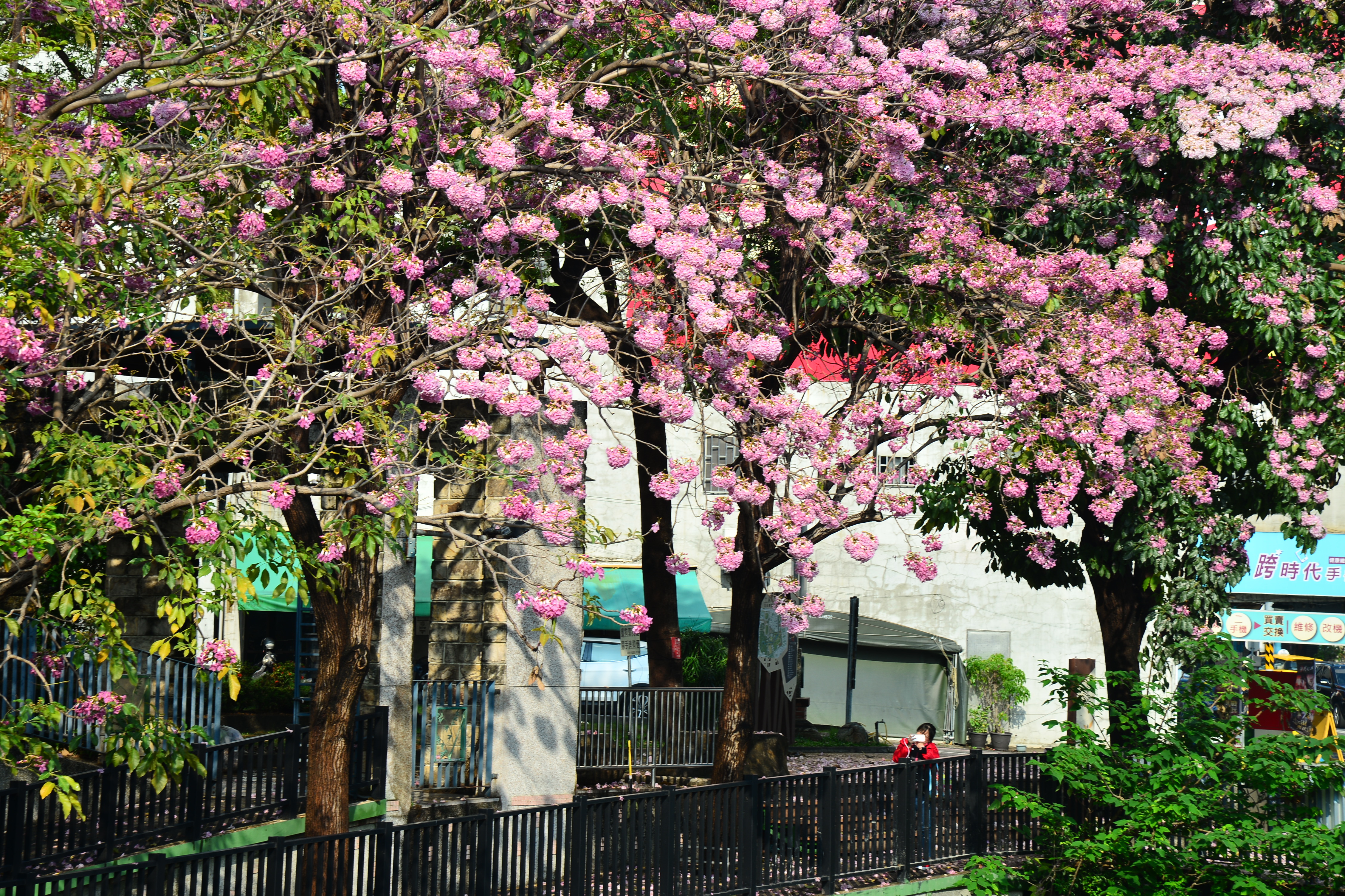 [竹溪粉影] 林昭成 中西區永福國民小學