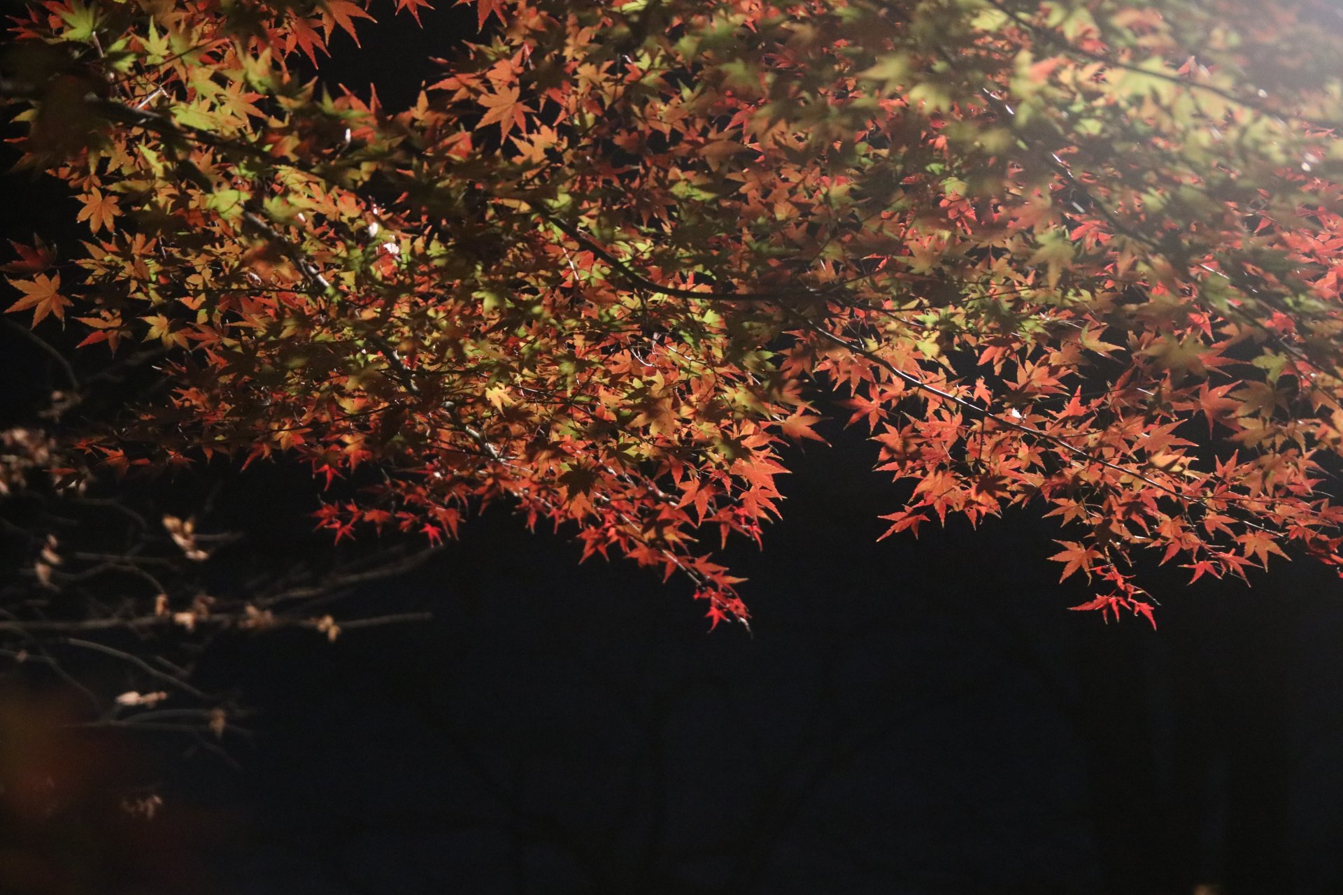 [夜色微燃] 嚴珮綺 中西區忠義國民小學