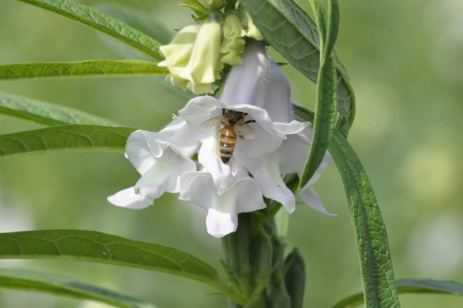 [胡麻與蜜蜂] 曾素珍 下營區下營國民小學