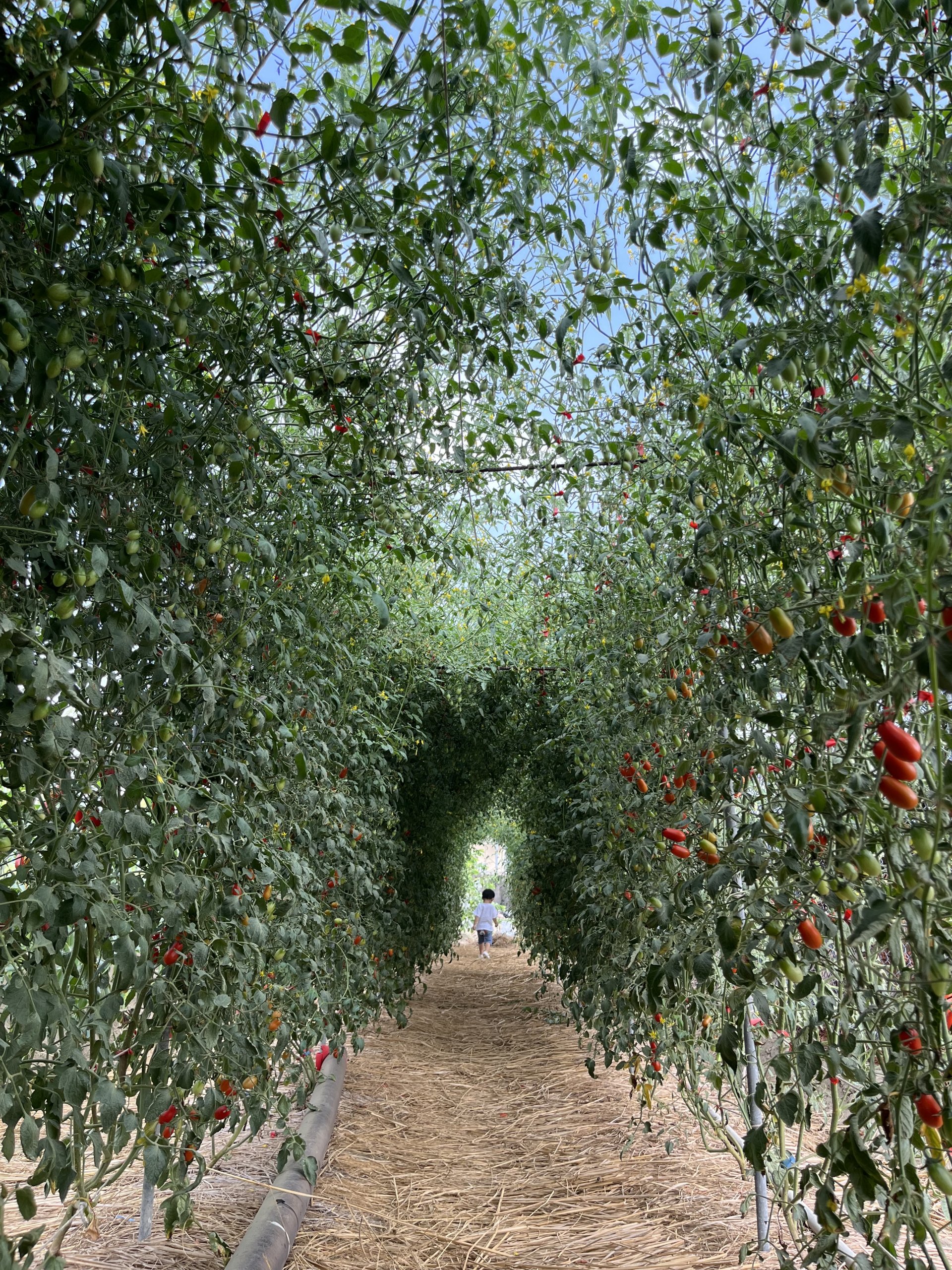 [阿嬤的開心農場] 黃家玲 柳營區果毅國民小學