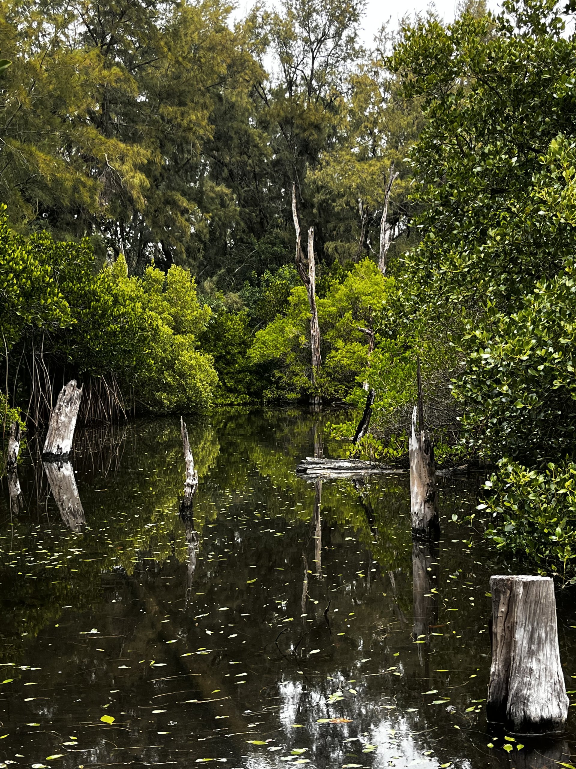 [雙春小森林] 黃家玲 柳營區果毅國民小學