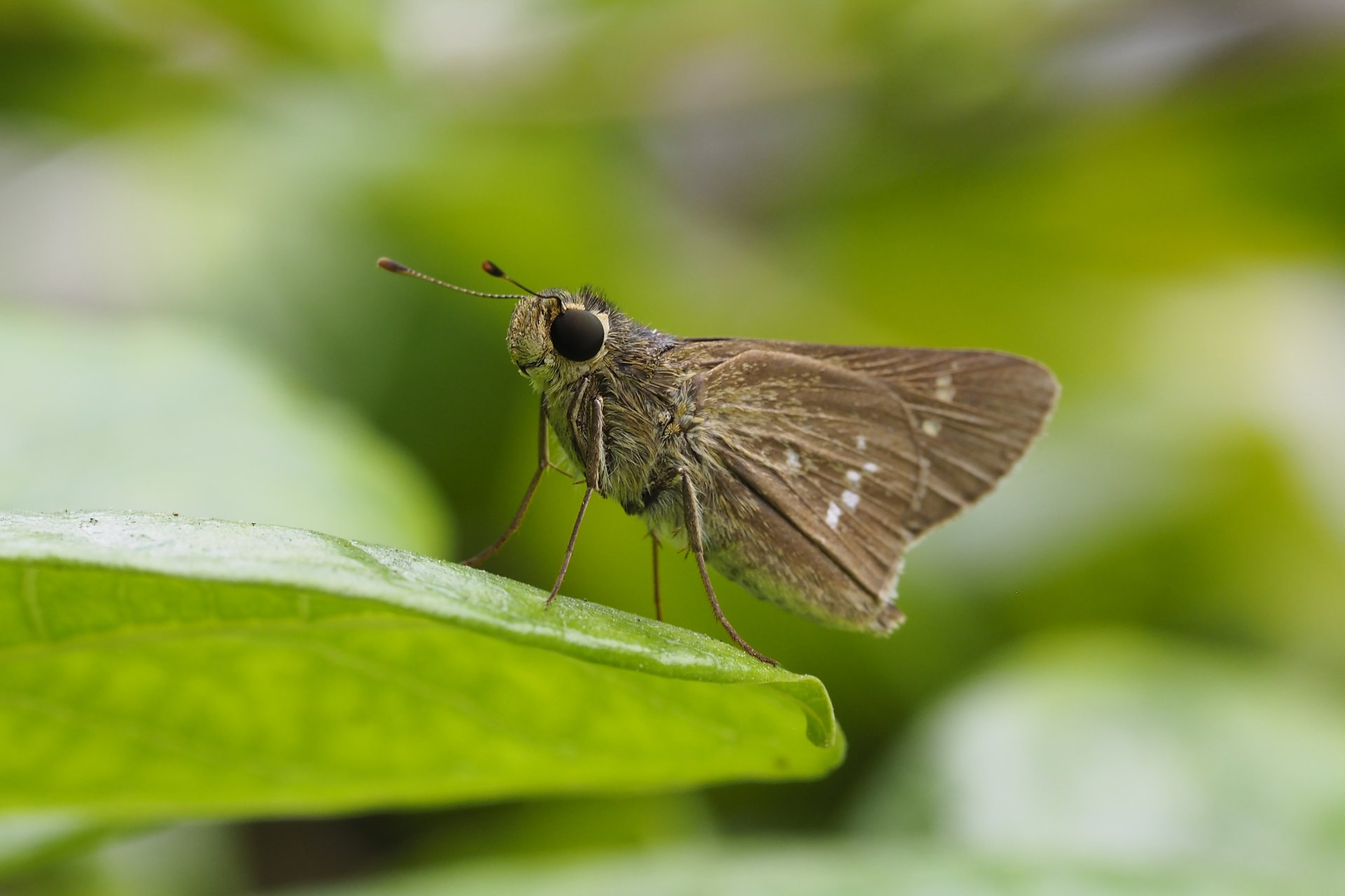 [褐弄蝶的微笑] 莊牧軒 善化區小新國民小學