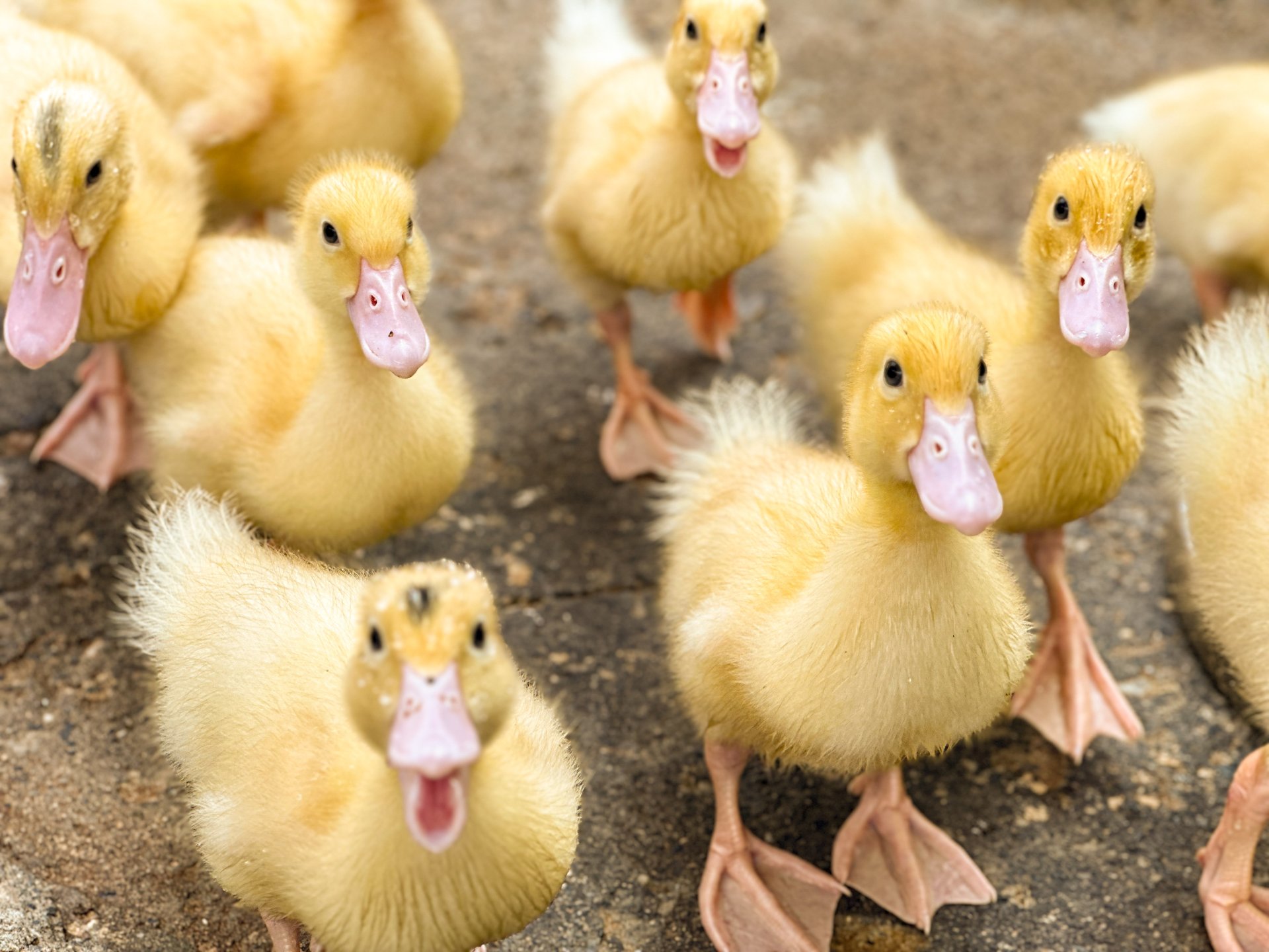 [鴨鴨的視角] 余青馨 社會局