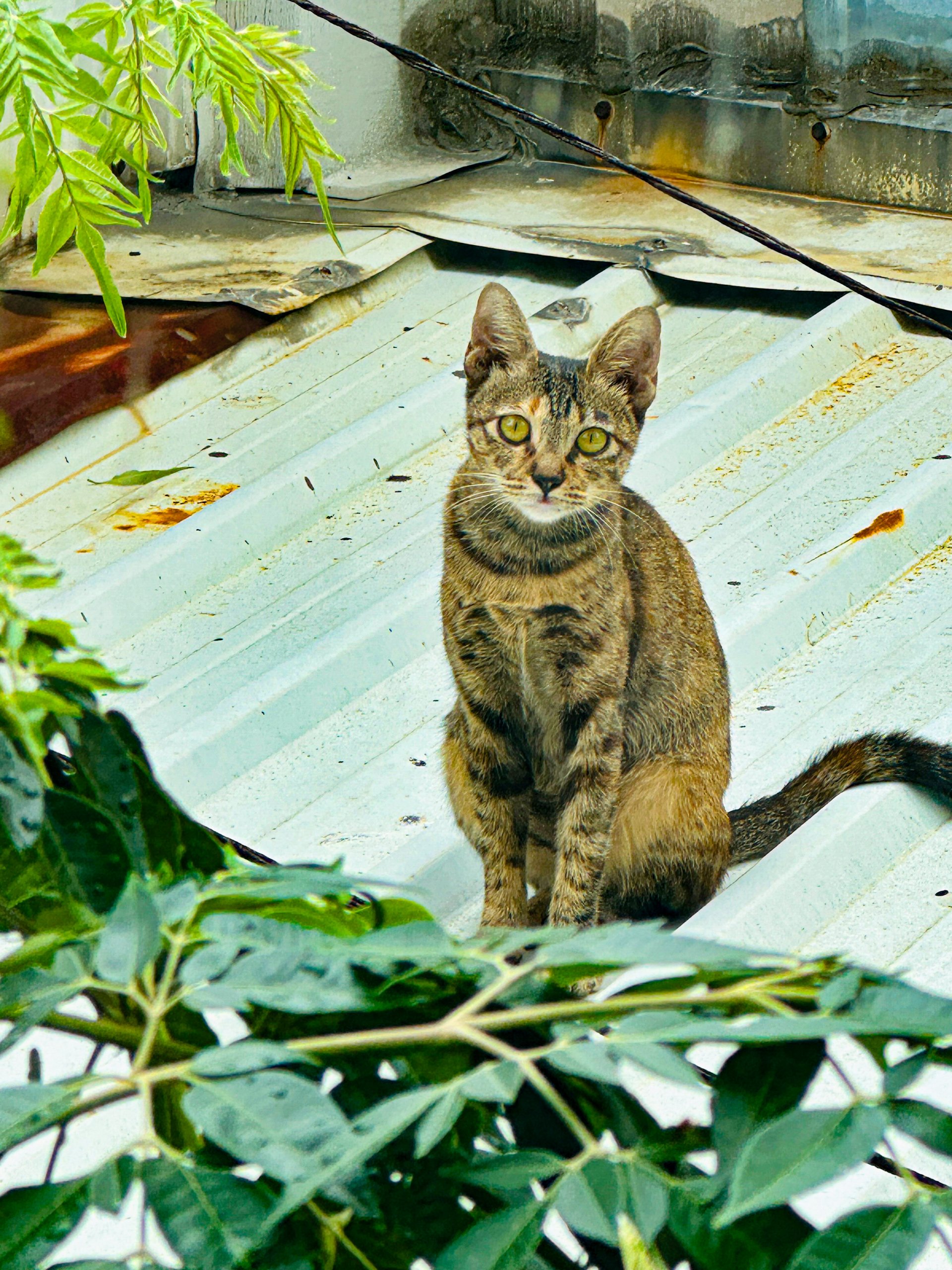 [屋頂上的貓] 余青馨 社會局