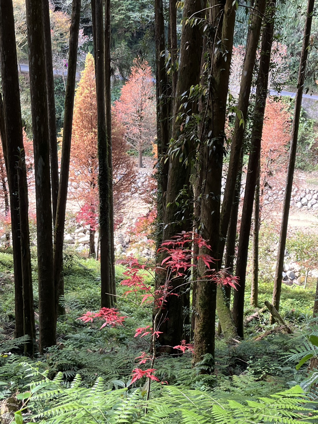 [楓紅] 高素策 新化地政事務所