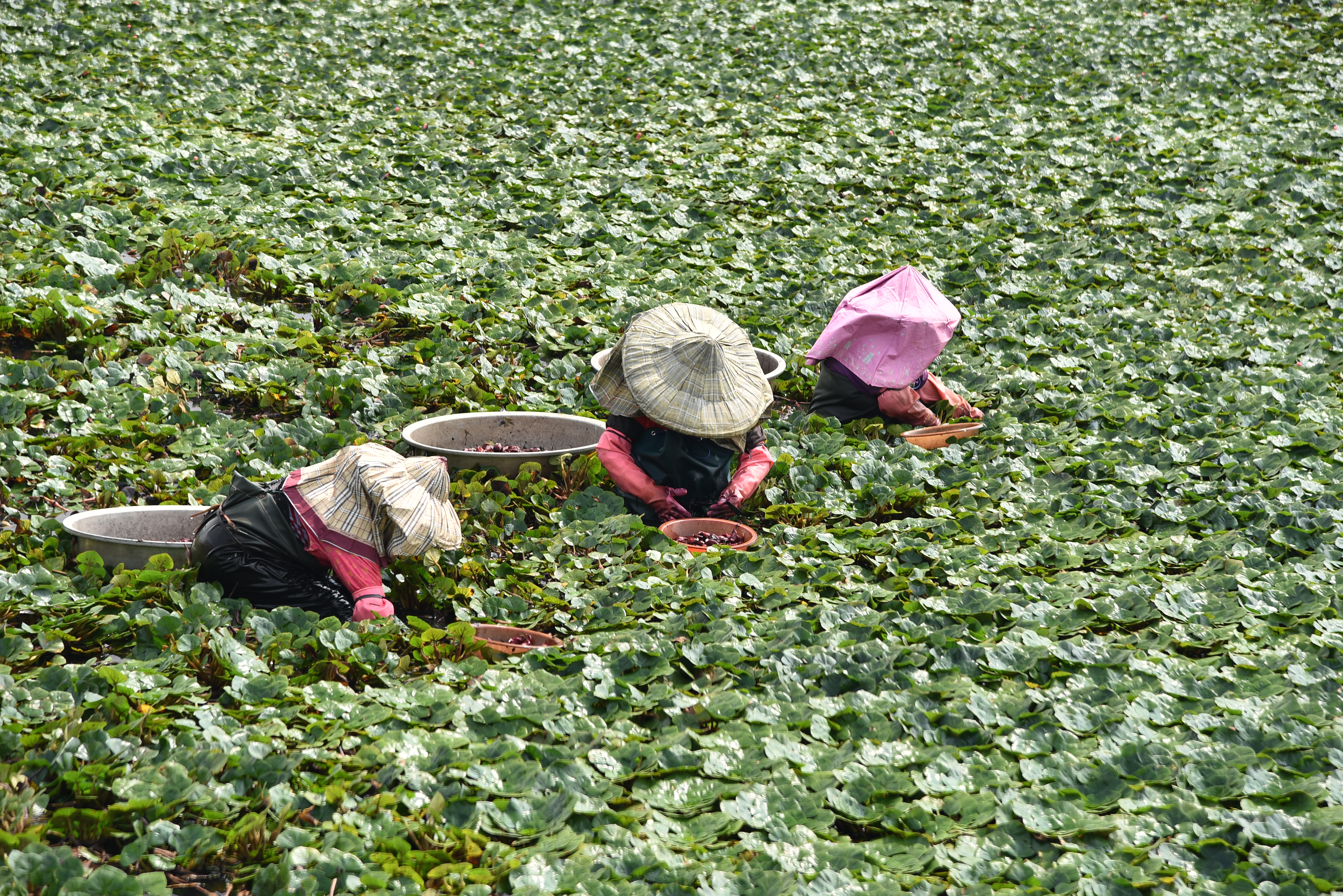 [採菱趣] 許裕哲 勞工局