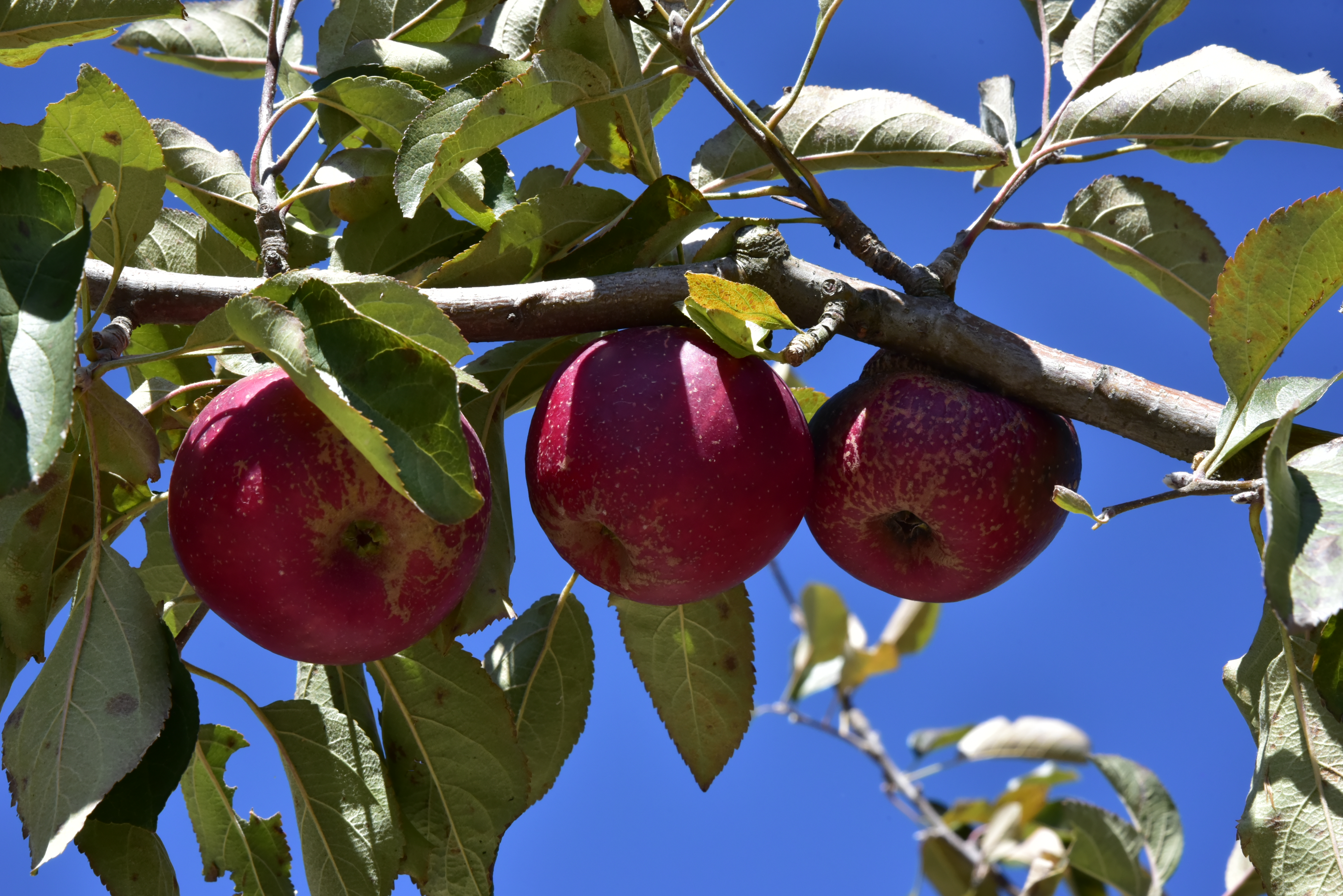 [蘋果] 許裕哲 勞工局