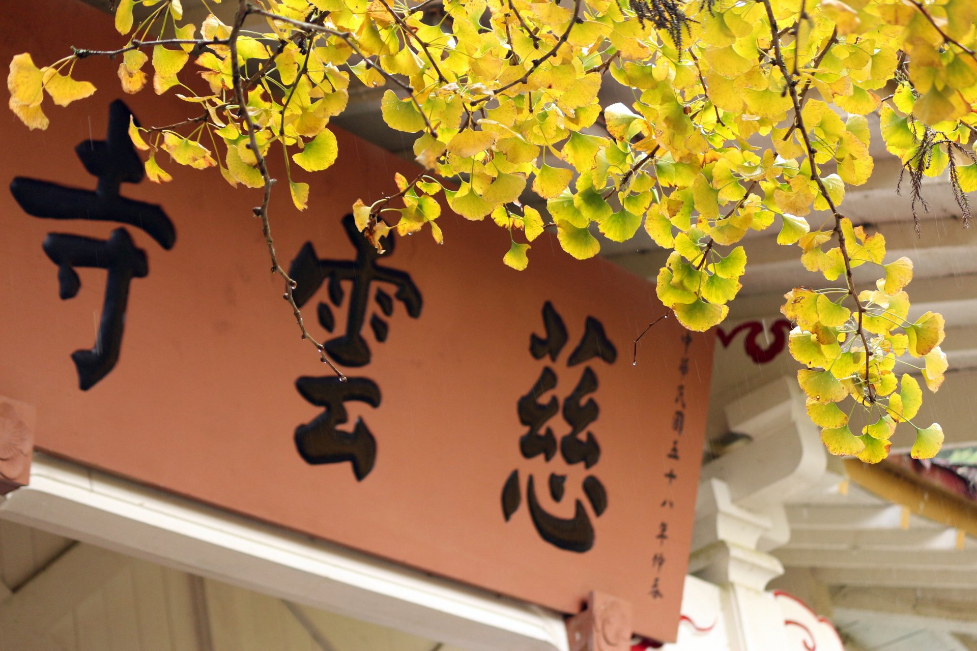 [銀杏之美] 楊宜婷 體育局