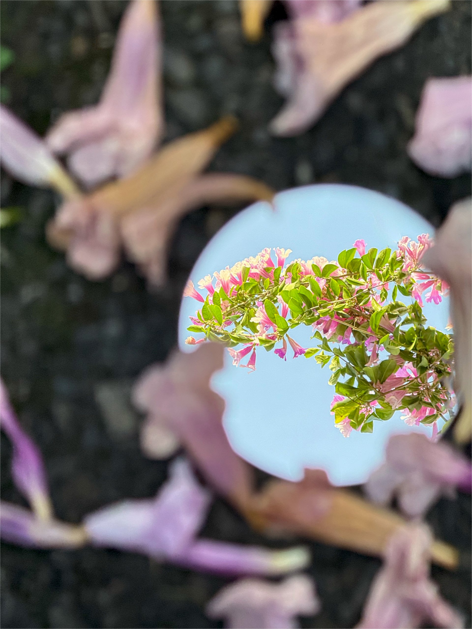 [reflection] 楊宓真 官田區公所