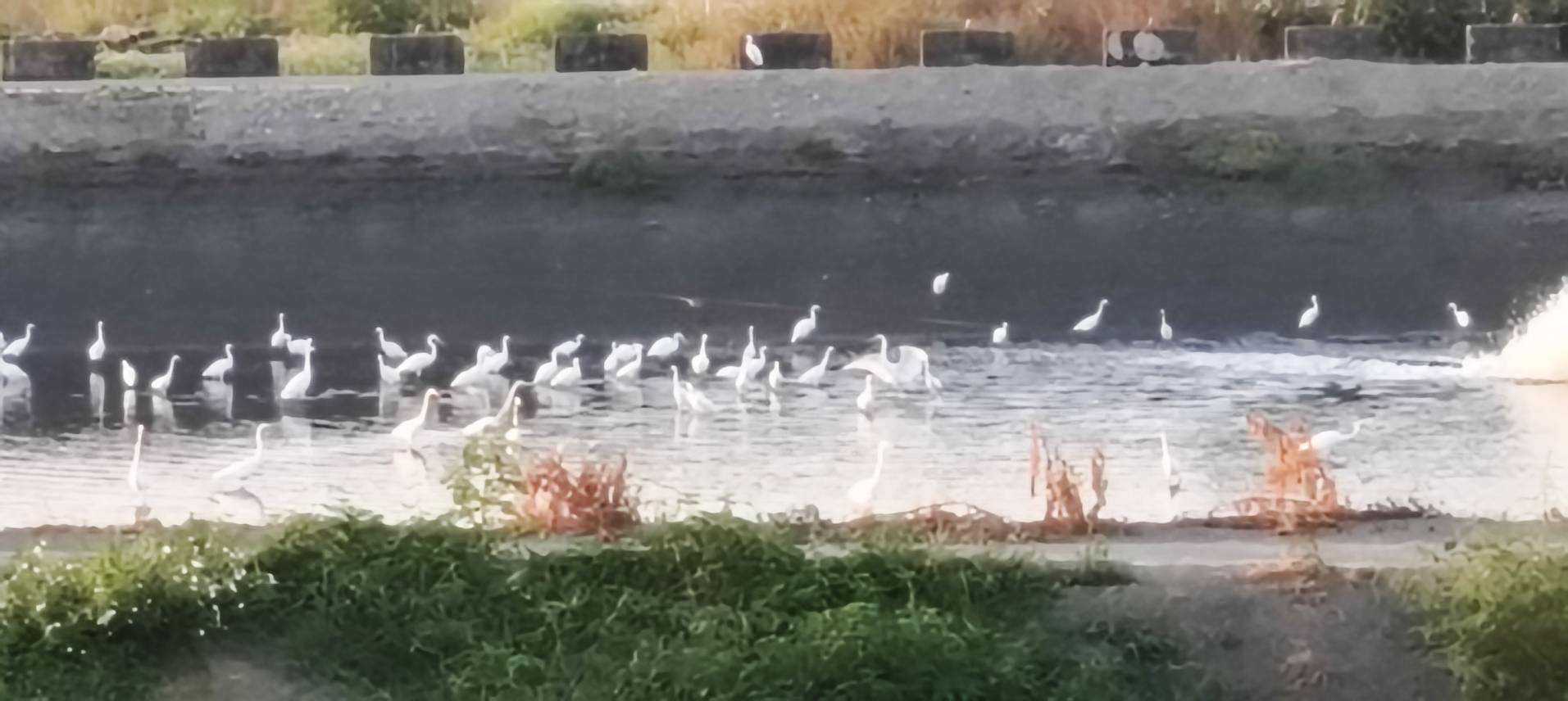 [千羽起舞] 周佳蓉 仁德區公所